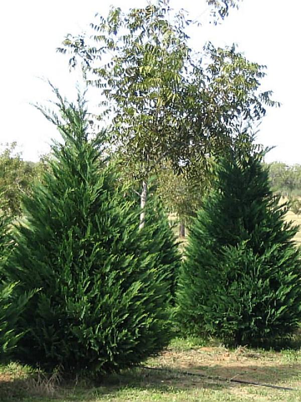 Leyland ciprus (Cupressociparis leylandii)